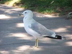 Image of Ring-billed Gull