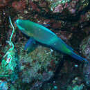 Image of Rusty Parrotfish