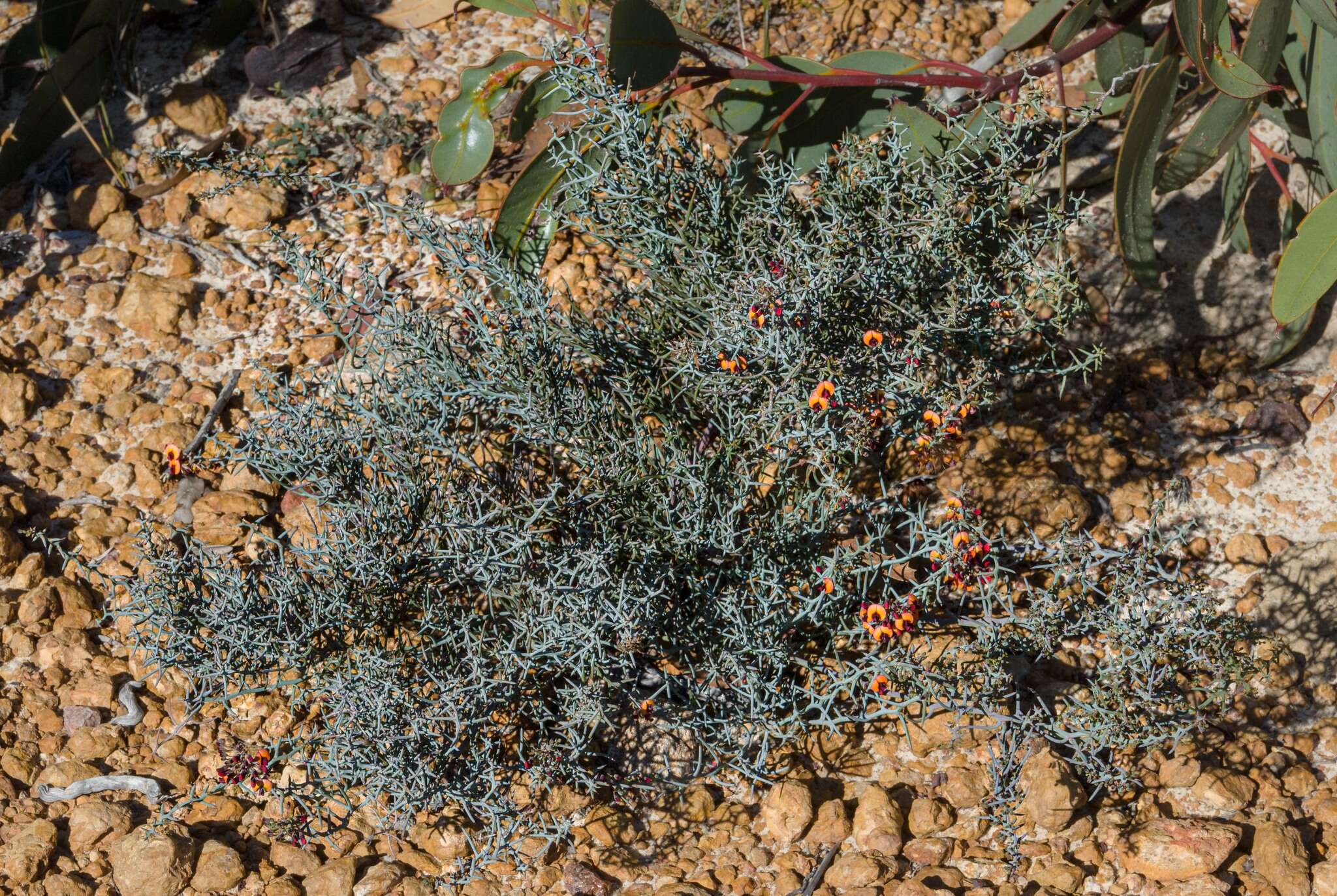 Image of <i>Daviesia incrassata</i> subsp. <i>reversifolia</i> (F. Muell.) Crisp