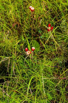 Image of Pink everlasting