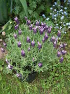 Image of French lavender