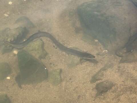 Image of Japanese Eel