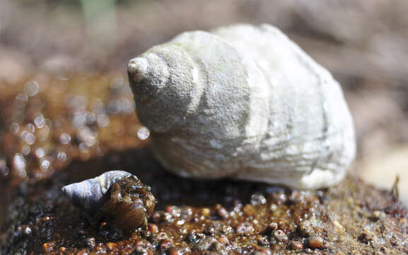 Image of Nucella lamellosa (Gmelin 1791)