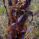 Image of Epidendrum cylindraceum Lindl.