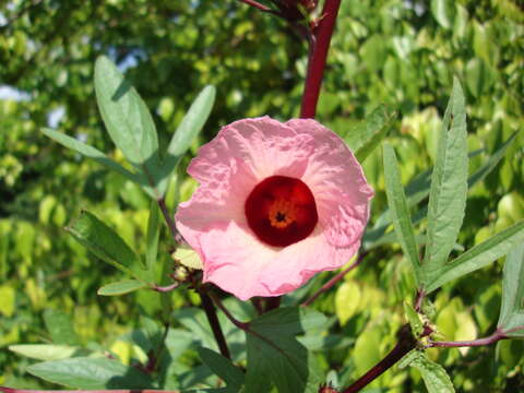 Image of rosemallow