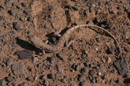 Image of Red Spotted Lizard