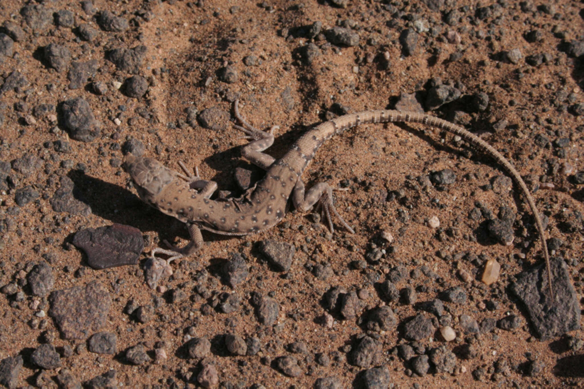 Image of Red Spotted Lizard