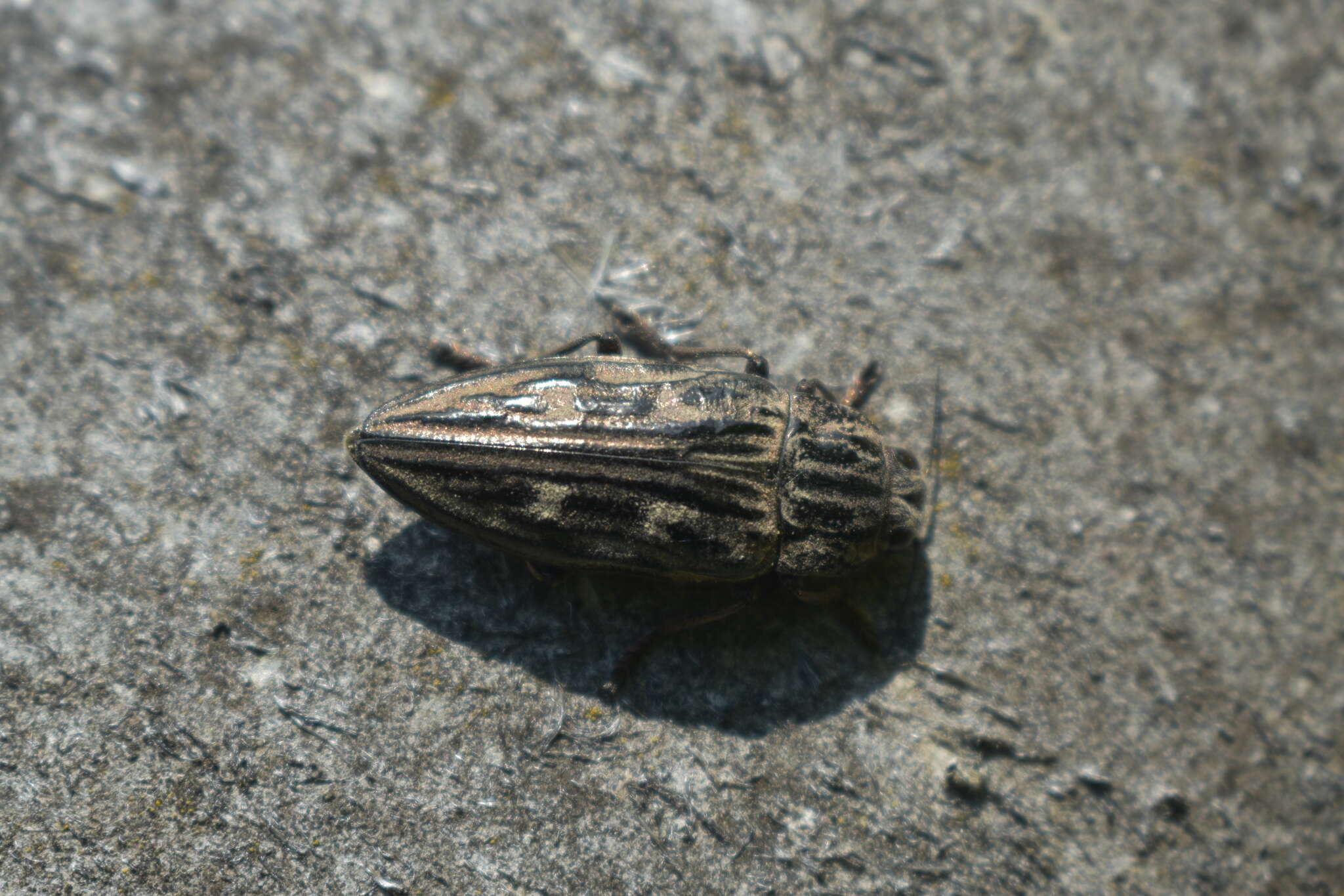 Image of Flatheaded Pine Borer