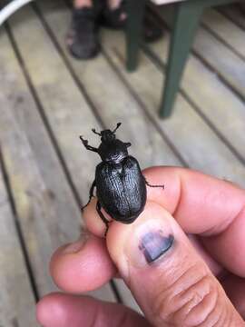 Sivun Osmoderma scabra (Palisot de Beauvois 1805) kuva