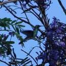 Image de Colibri à ventre blanc