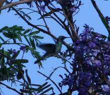 Image of White-vented Violet-ear