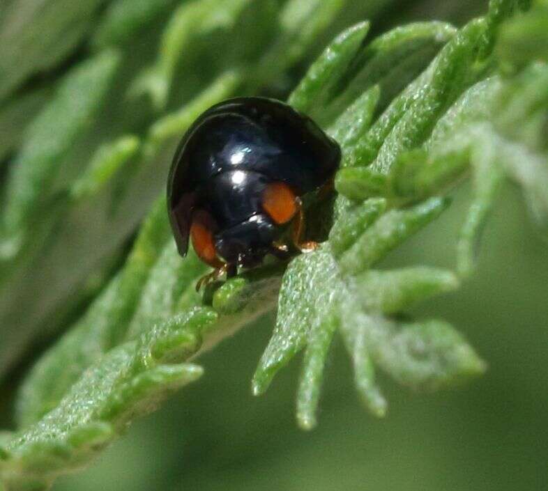 Image of Ladybird beetle