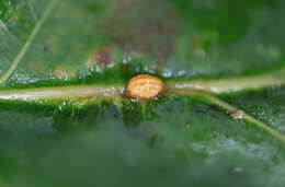 Image of Nanokermes folium Bullington & Kosztarab 1985