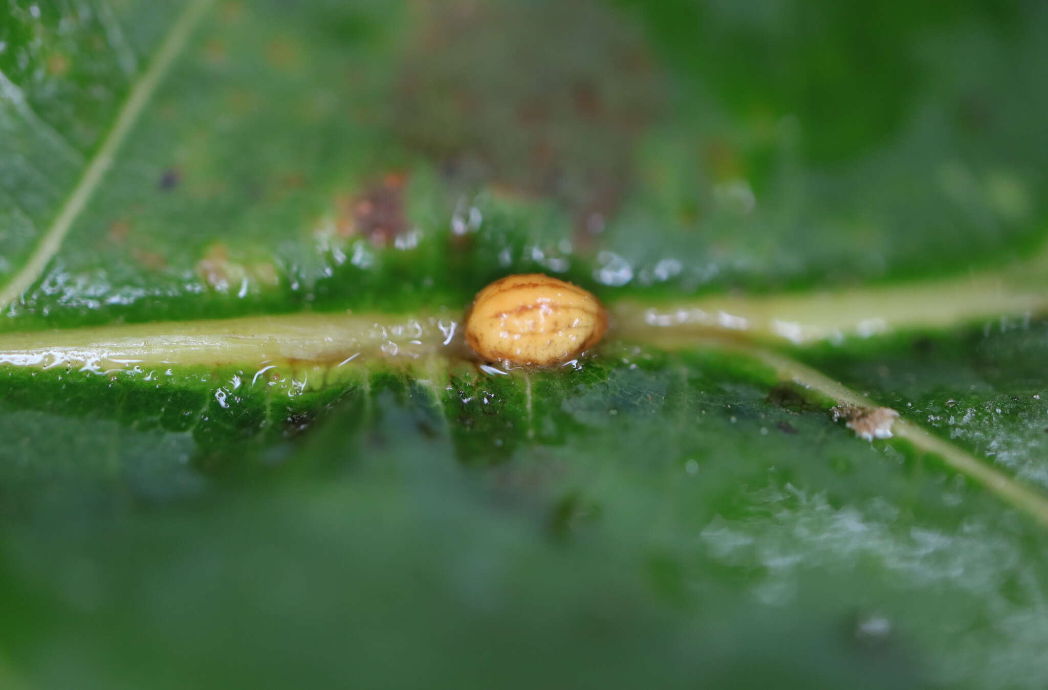 Image of Leaf Kermes