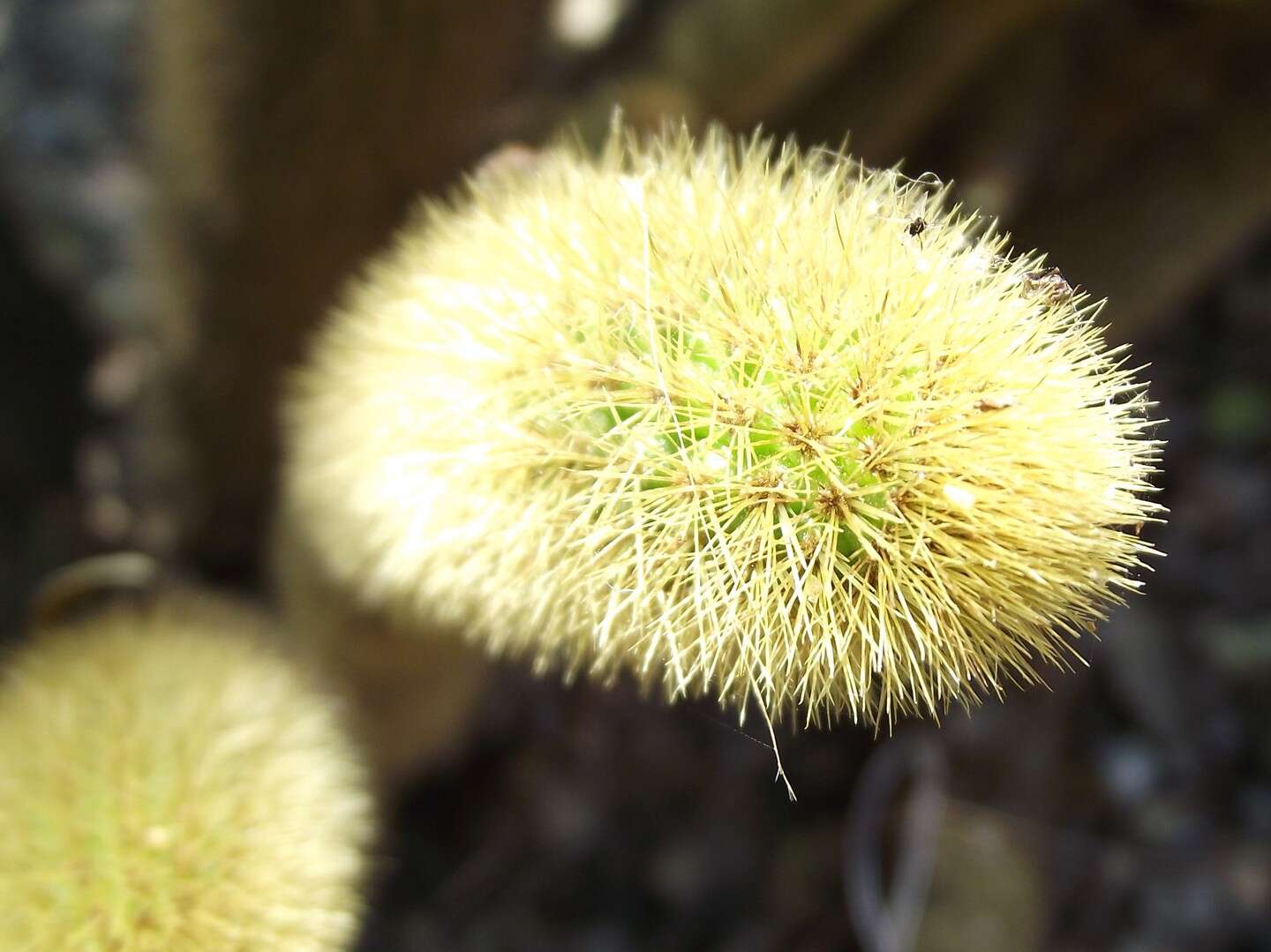 صورة Cleistocactus winteri D. R. Hunt