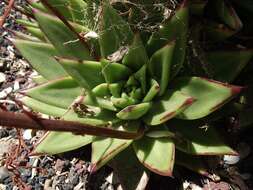 Image of Echeveria agavoides Lem.