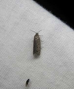 Image of Mimosa Webworm Moth