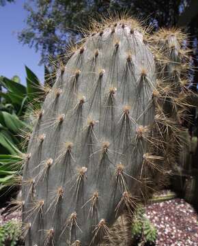 Image of Opuntia helleri