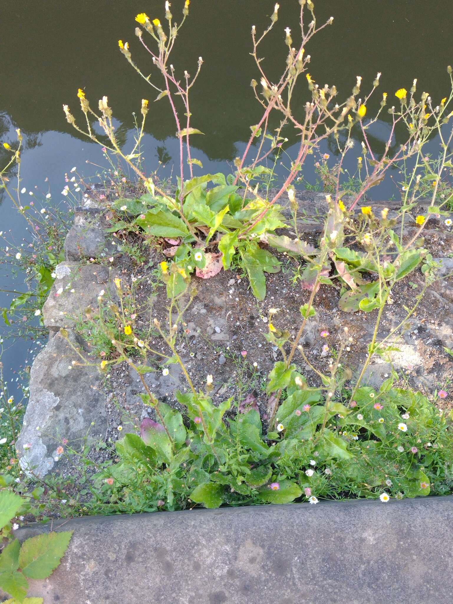 Imagem de Hieracium amplexicaule subsp. spelaeum (Arv.-Touv.) Zahn