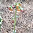 Sivun Kalanchoe campanulata Baill. kuva