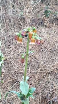 Kalanchoe campanulata Baill. resmi