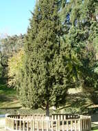 Image of Syrian juniper