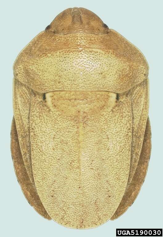 Image of Eurygaster integriceps