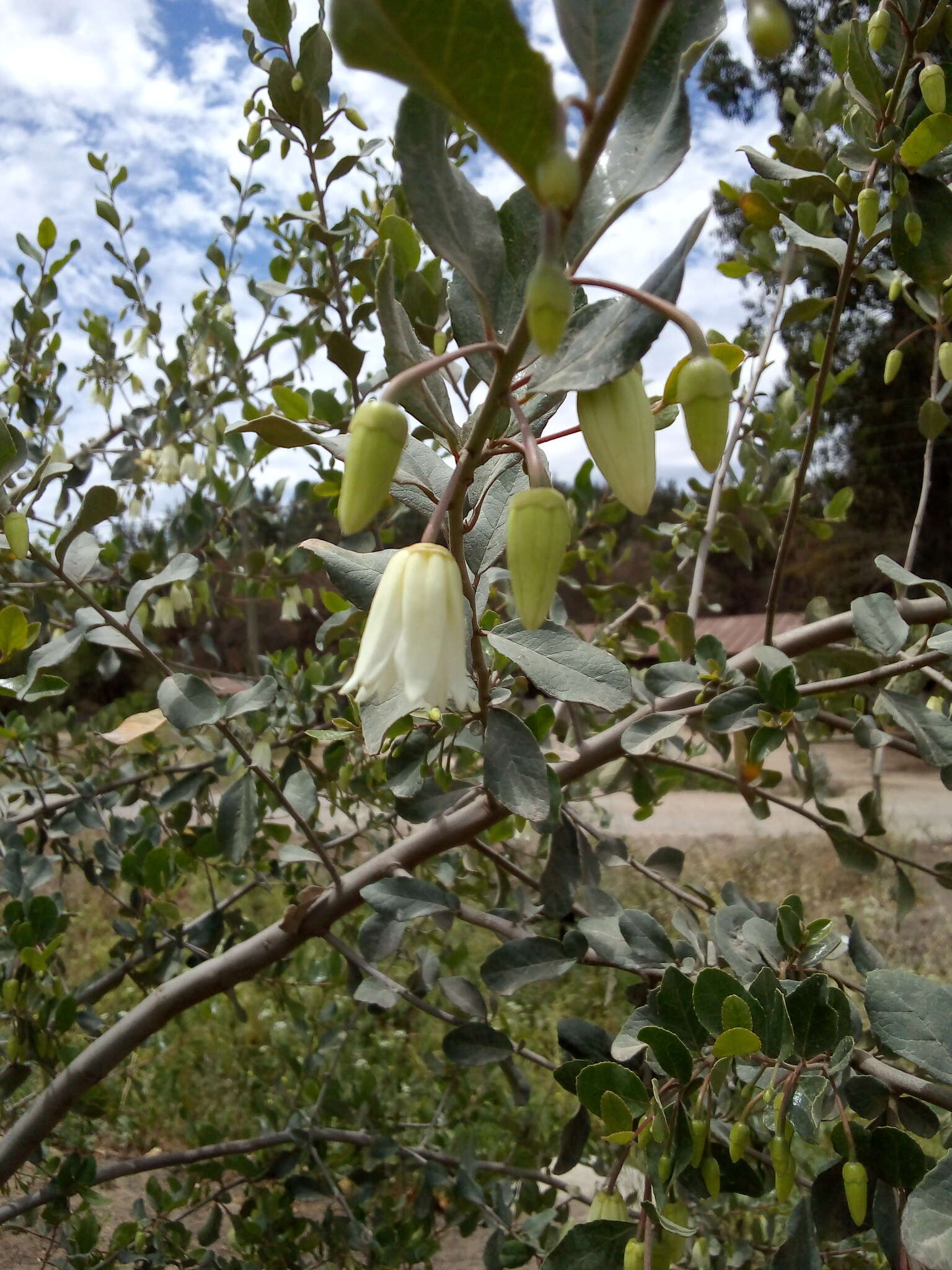 Image of Crinodendron patagua Molina