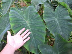 Image de Colocasia esculenta (L.) Schott