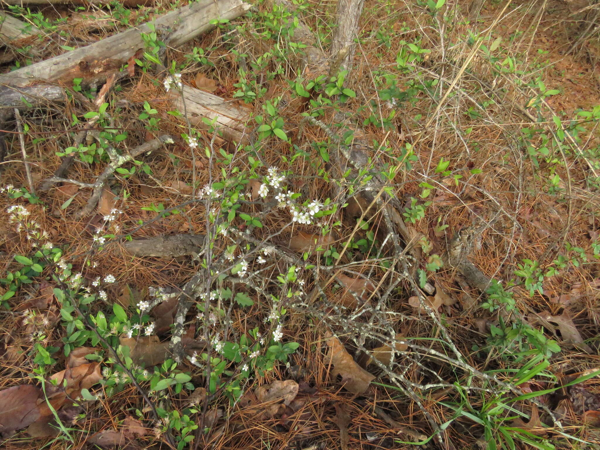 Imagem de Prunus gracilis Engelm. & Gray