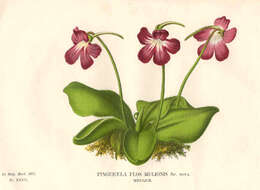 Image of Pinguicula moranensis Kunth