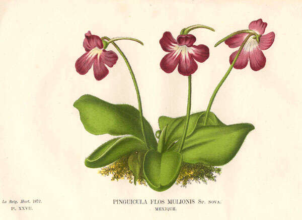 Image of Pinguicula moranensis Kunth