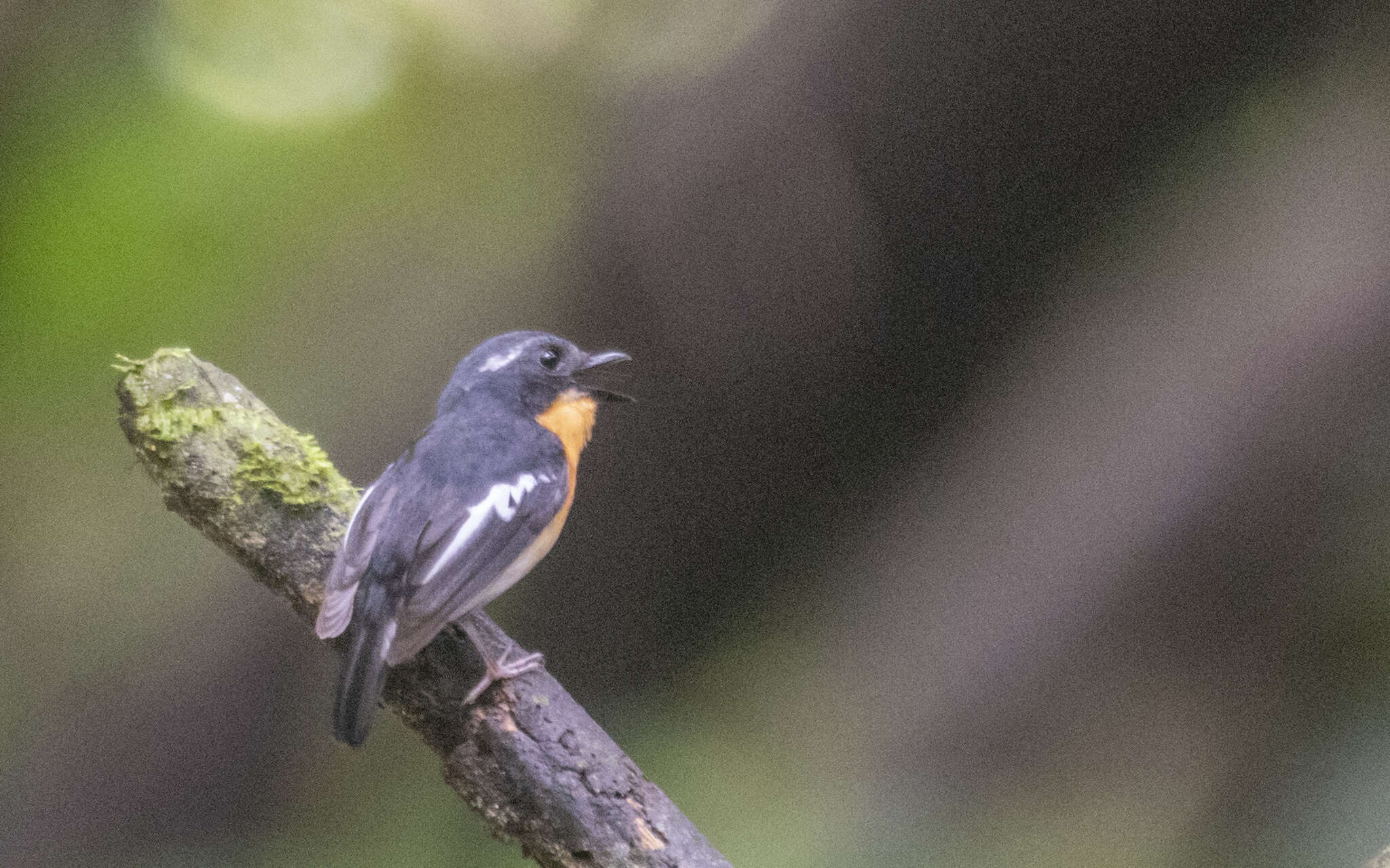 Image of Rufous-chested Flycatcher