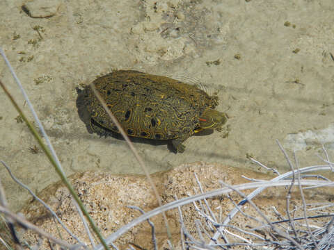 Imagem de Trachemys taylori (Legler 1960)