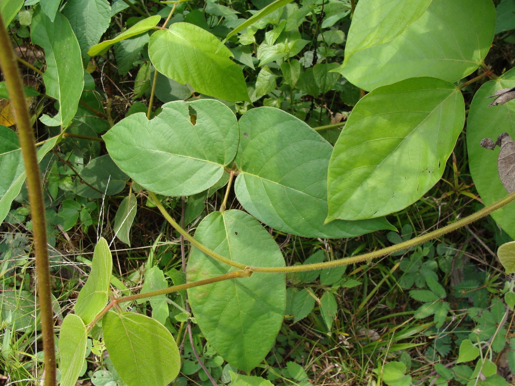 Image of Mucuna argyrophylla Standl.