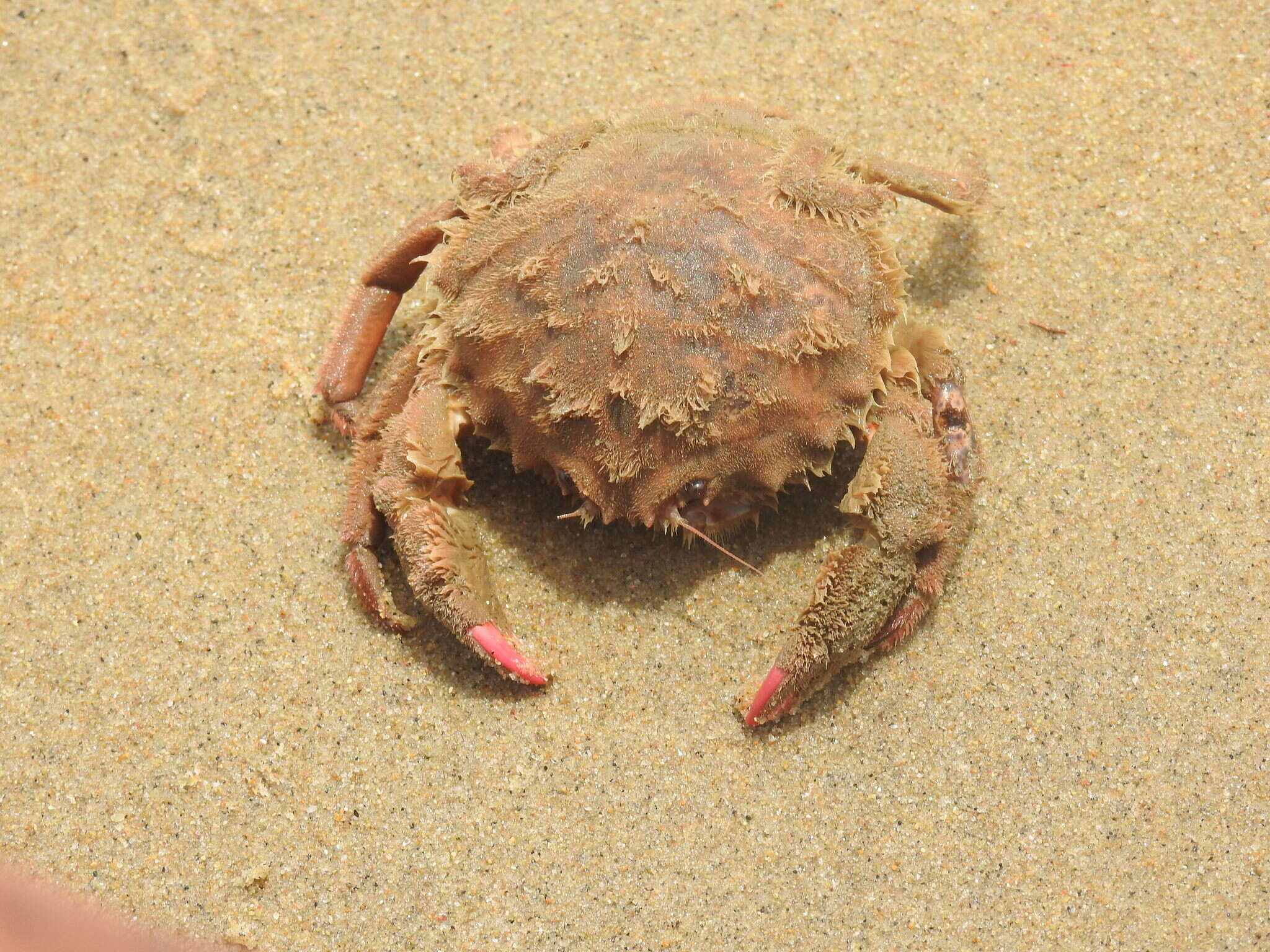 Image of Lauridromia dehaani (Rathbun 1923)