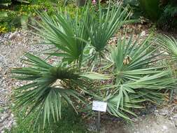 Image of dwarf palmetto