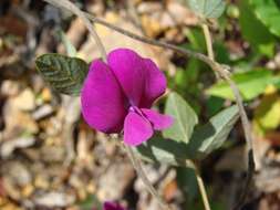 Image of Cologania biloba (Lindl.) G. Nicholson