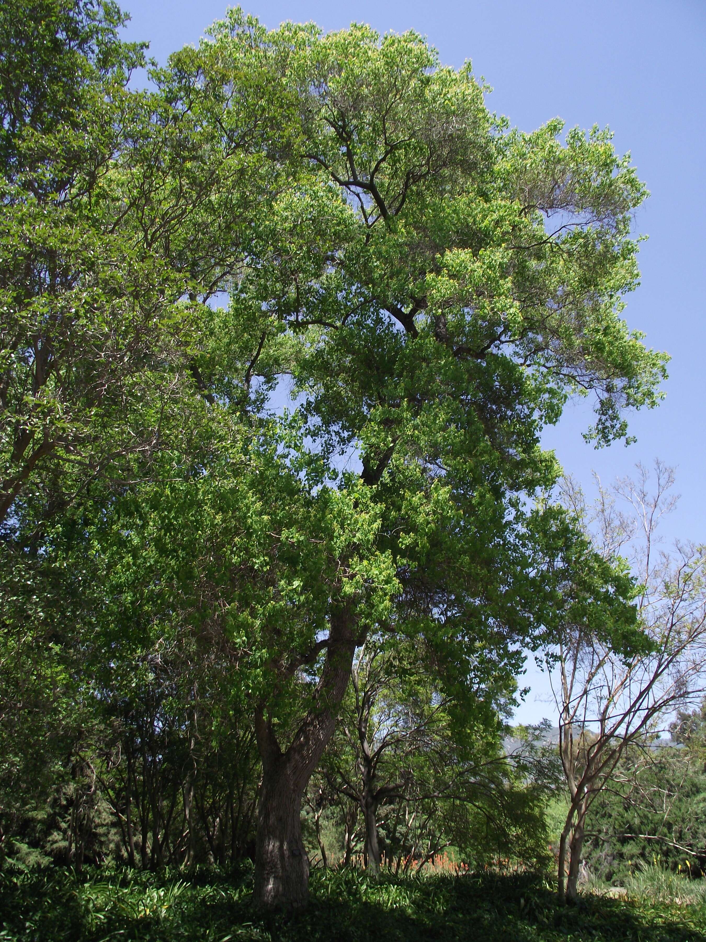 Image of Chinese tallow