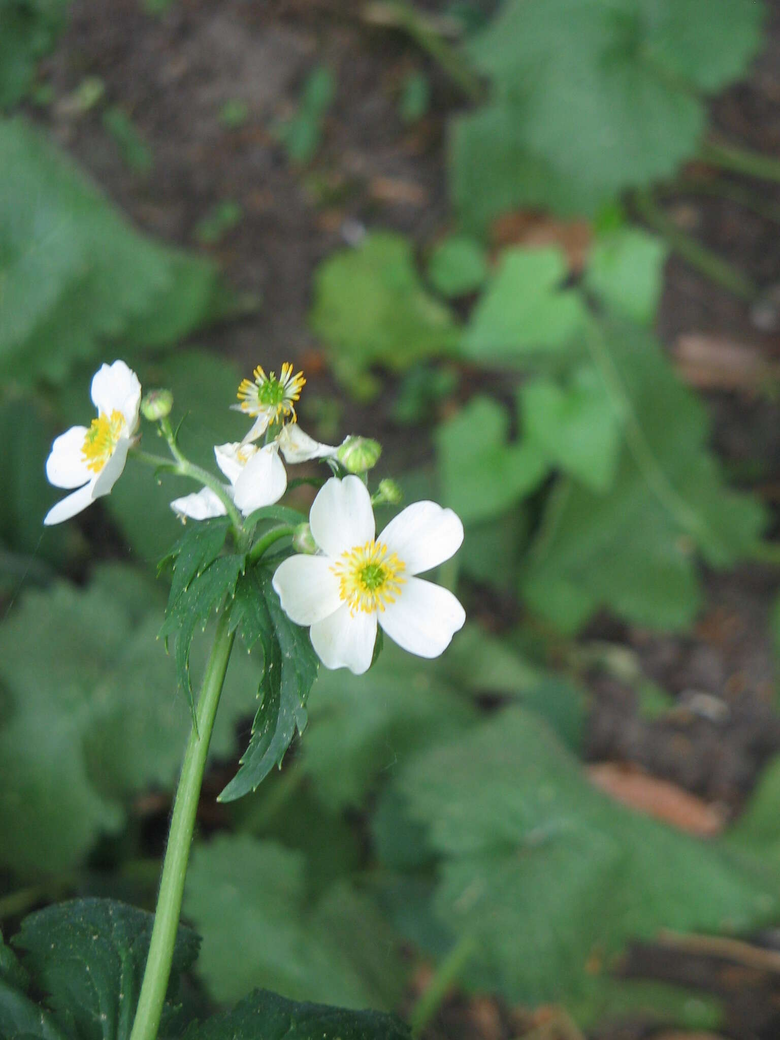 Ranunculus aconitifolius L. resmi