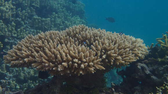 Image of Staghorn coral