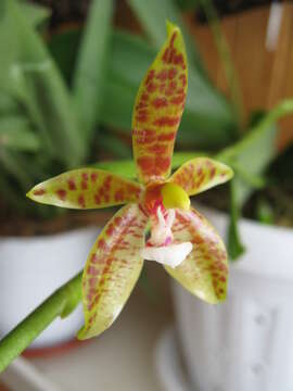 Imagem de Phalaenopsis cornu-cervi (Breda) Blume & Rchb. fil.