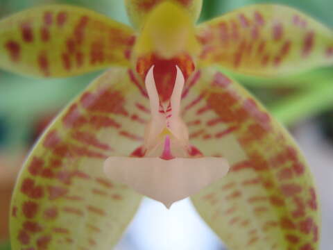 Imagem de Phalaenopsis cornu-cervi (Breda) Blume & Rchb. fil.