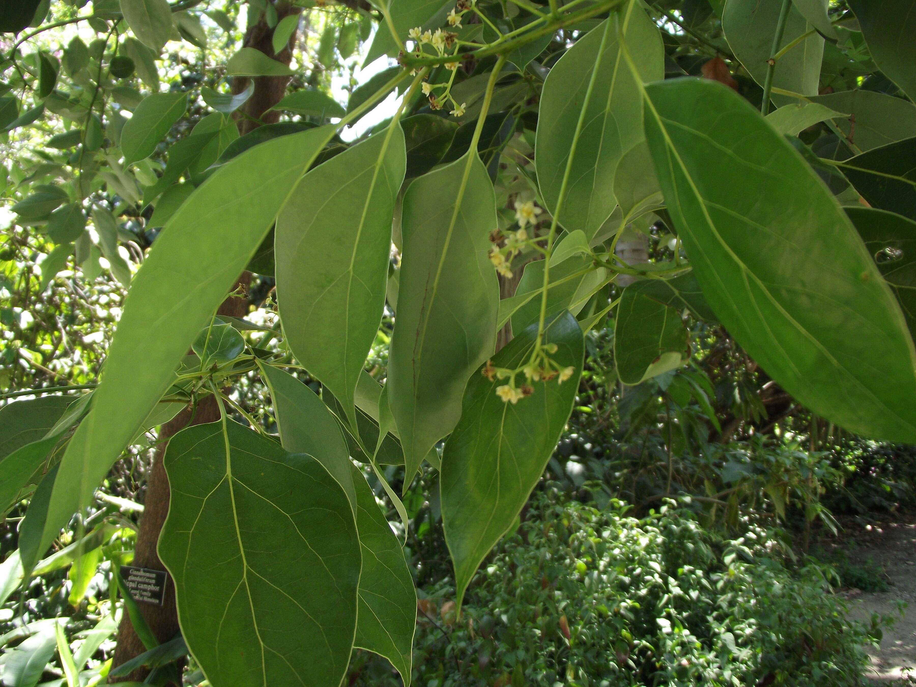 Image of Cinnamomum glanduliferum (Wall.) Nees