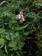 Image of Pacific pea