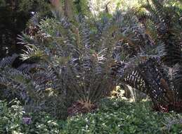 Image of Alexandria Cycad