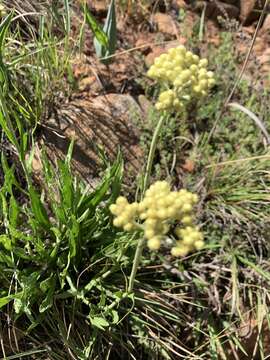 Image of Helichrysum acutatum DC.