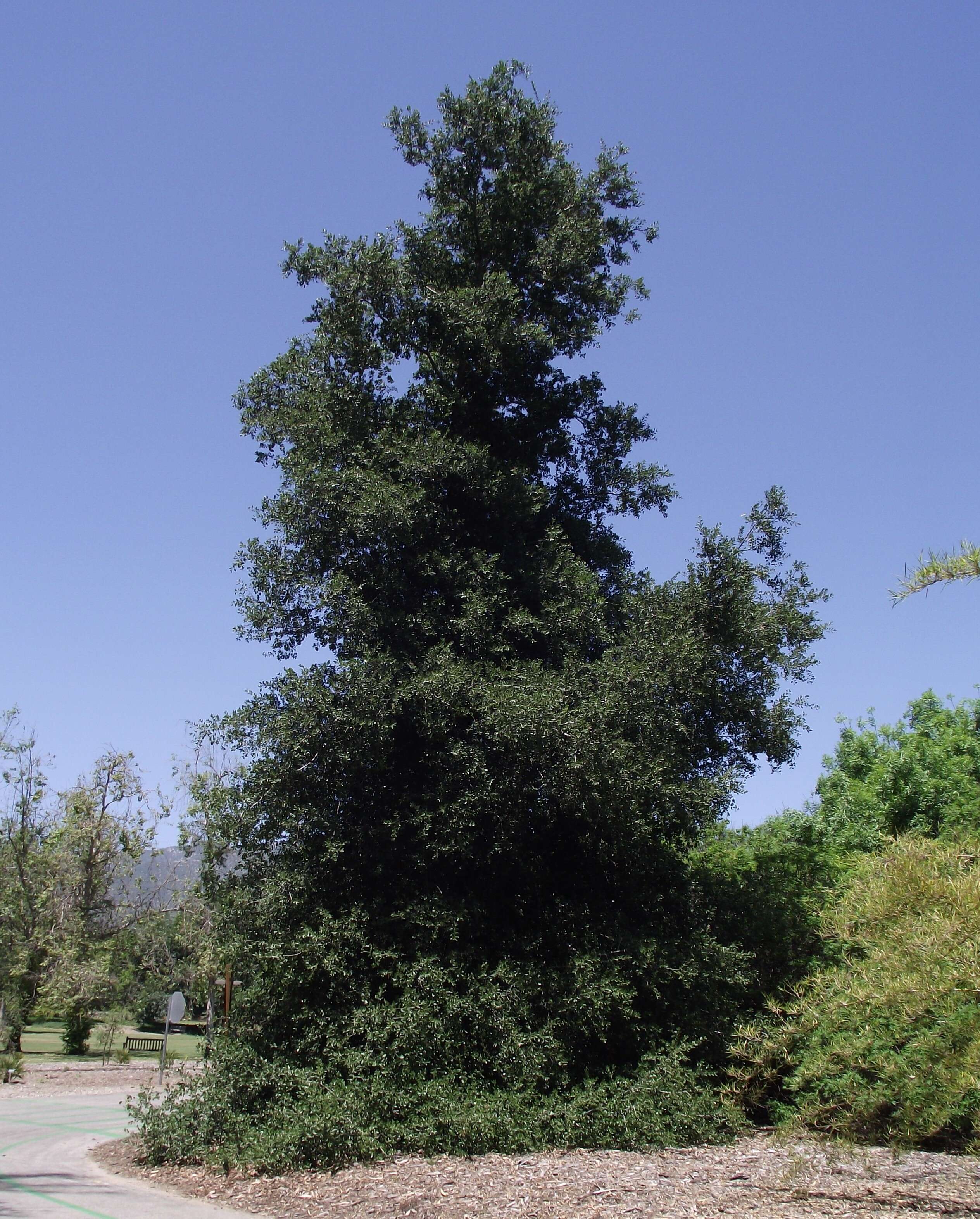 Image of California Live Oak