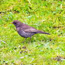 Plancia ëd Turdus torquatus alpestris (Brehm & CL 1831)