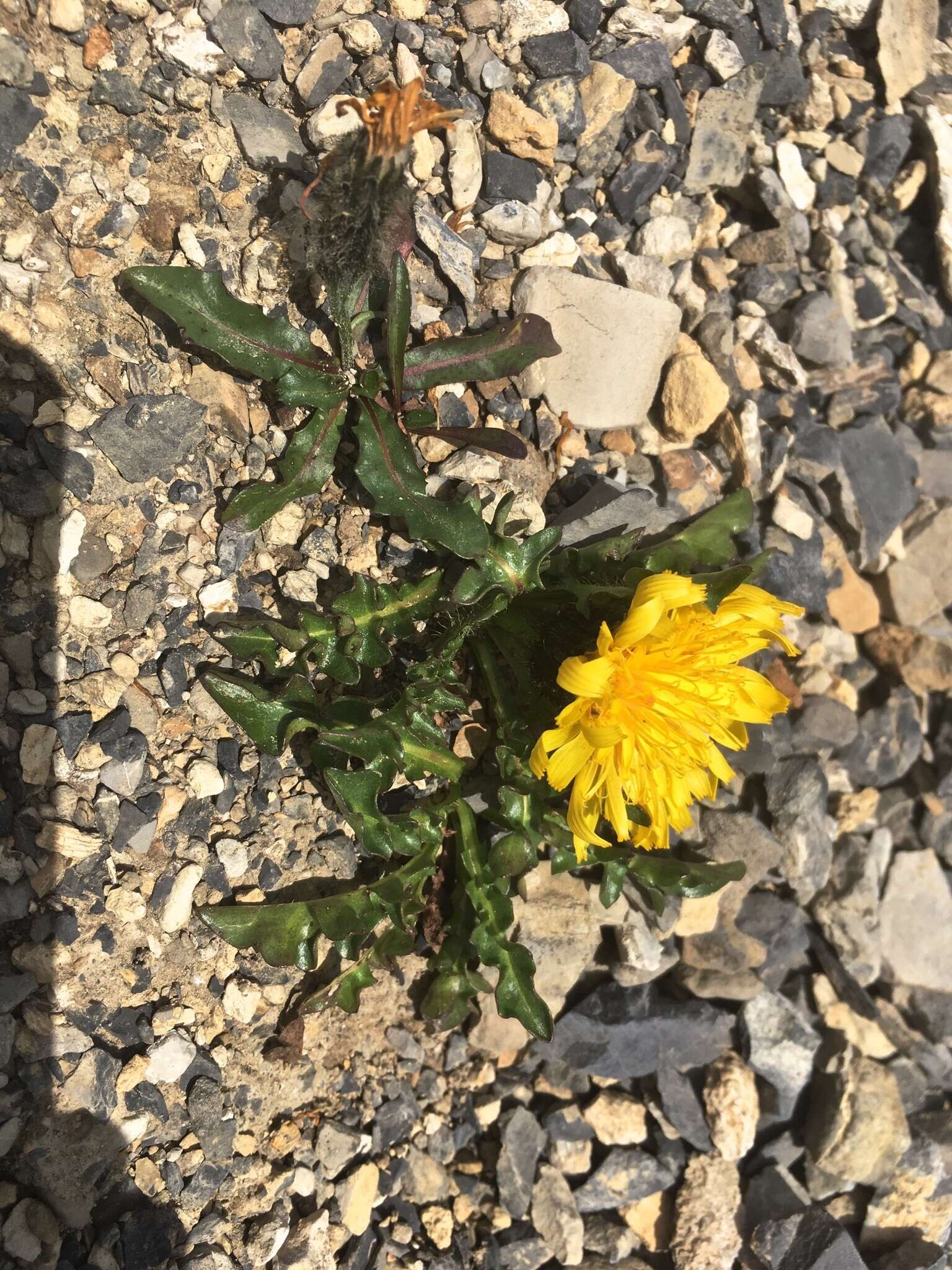 Crepis terglouensis (Hacq.) A. Kerner resmi